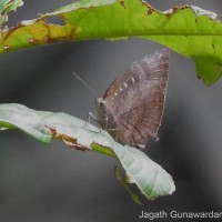 Arhopala centaurus Doubleday, 1847